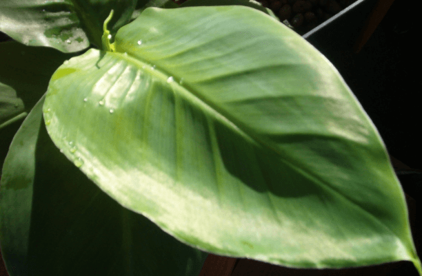 바나바 잎 효능