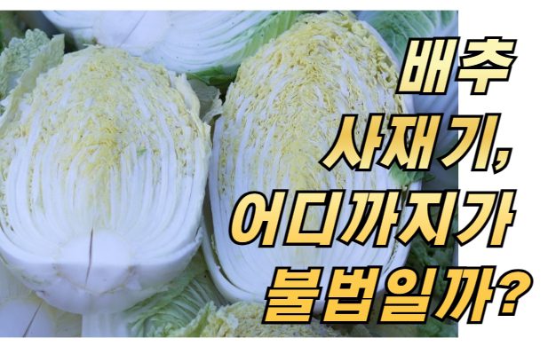 배추 사재기, 어디까지가 불법일까?